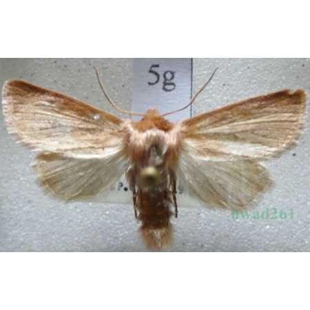 Denticucullus pygmina (Haworth, 1809) Czech5g